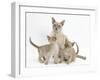 Lilac Burmese Mother Cat, Lily, and Two Kittens, 7 Weeks-Mark Taylor-Framed Photographic Print