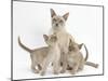 Lilac Burmese Mother Cat, Lily, and Two Kittens, 7 Weeks-Mark Taylor-Mounted Photographic Print