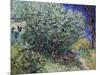 Lilac Bush, 1889-Vincent van Gogh-Mounted Giclee Print