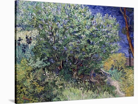 Lilac Bush, 1889-Vincent van Gogh-Stretched Canvas