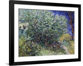 Lilac Bush, 1889-Vincent van Gogh-Framed Giclee Print