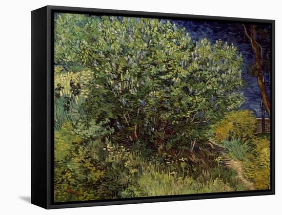 Lilac Bush, 1889-Vincent van Gogh-Framed Stretched Canvas