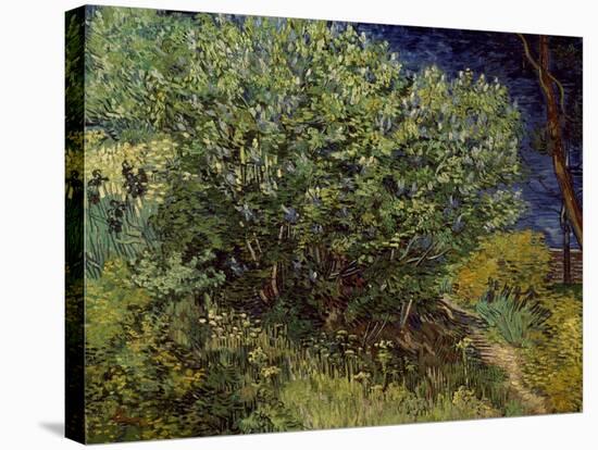 Lilac Bush, 1889-Vincent van Gogh-Stretched Canvas