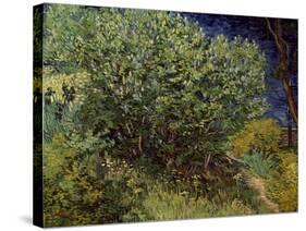Lilac Bush, 1889-Vincent van Gogh-Stretched Canvas