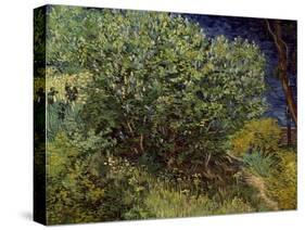 Lilac Bush, 1889-Vincent van Gogh-Stretched Canvas