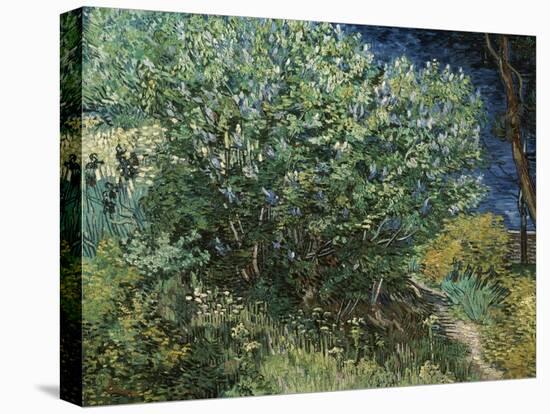 Lilac Bush-Vincent van Gogh-Stretched Canvas