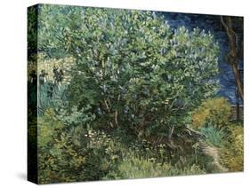 Lilac Bush-Vincent van Gogh-Stretched Canvas