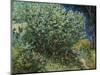 Lilac Bush-Vincent van Gogh-Mounted Giclee Print