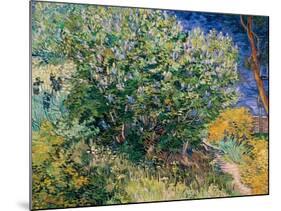 Lilac Bush-Vincent van Gogh-Mounted Giclee Print