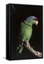Lilac-Crowned Amazon Parrot (Amazona Finschi)-Lynn M^ Stone-Framed Stretched Canvas