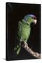 Lilac-Crowned Amazon Parrot (Amazona Finschi)-Lynn M^ Stone-Stretched Canvas