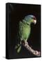 Lilac-Crowned Amazon Parrot (Amazona Finschi)-Lynn M^ Stone-Framed Stretched Canvas