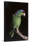 Lilac-Crowned Amazon Parrot (Amazona Finschi)-Lynn M^ Stone-Stretched Canvas