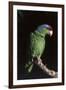 Lilac-Crowned Amazon Parrot (Amazona Finschi)-Lynn M^ Stone-Framed Photographic Print