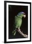 Lilac-Crowned Amazon Parrot (Amazona Finschi)-Lynn M^ Stone-Framed Photographic Print