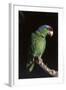 Lilac-Crowned Amazon Parrot (Amazona Finschi)-Lynn M^ Stone-Framed Photographic Print