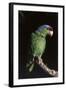 Lilac-Crowned Amazon Parrot (Amazona Finschi)-Lynn M^ Stone-Framed Photographic Print