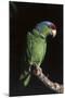 Lilac-Crowned Amazon Parrot (Amazona Finschi)-Lynn M^ Stone-Mounted Photographic Print
