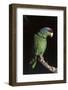 Lilac-Crowned Amazon Parrot (Amazona Finschi)-Lynn M^ Stone-Framed Photographic Print