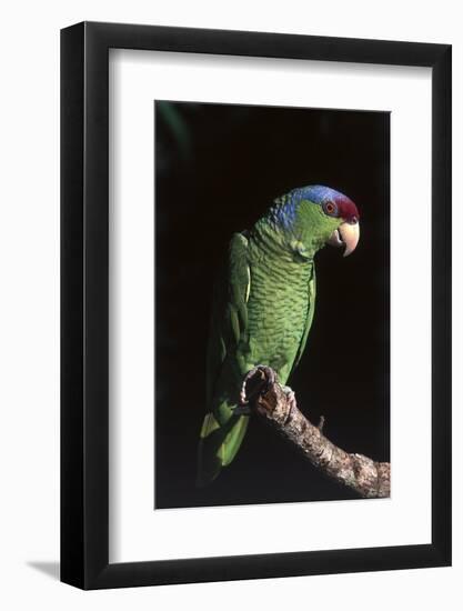 Lilac-Crowned Amazon Parrot (Amazona Finschi)-Lynn M^ Stone-Framed Photographic Print