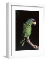 Lilac-Crowned Amazon Parrot (Amazona Finschi)-Lynn M^ Stone-Framed Photographic Print