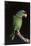 Lilac-Crowned Amazon Parrot (Amazona Finschi)-Lynn M^ Stone-Mounted Photographic Print