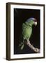 Lilac-Crowned Amazon Parrot (Amazona Finschi)-Lynn M^ Stone-Framed Photographic Print