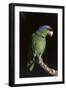 Lilac-Crowned Amazon Parrot (Amazona Finschi)-Lynn M^ Stone-Framed Photographic Print