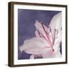 Lilac Flower I-Lucy Meadows-Framed Giclee Print