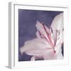 Lilac Flower I-Lucy Meadows-Framed Giclee Print