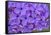 Lilac Flower-Cora Niele-Framed Stretched Canvas