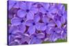 Lilac Flower-Cora Niele-Stretched Canvas