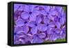 Lilac Flower-Cora Niele-Framed Stretched Canvas