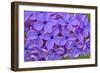 Lilac Flower-Cora Niele-Framed Giclee Print