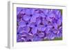 Lilac Flower-Cora Niele-Framed Giclee Print