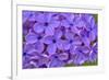 Lilac Flower-Cora Niele-Framed Giclee Print