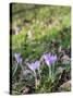 Lilac Flowering Crocuses in Wild Nature-Ruud Morijn-Stretched Canvas