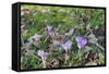 Lilac Flowering Crocuses in Wild Nature-Ruud Morijn-Framed Stretched Canvas