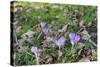 Lilac Flowering Crocuses in Wild Nature-Ruud Morijn-Stretched Canvas