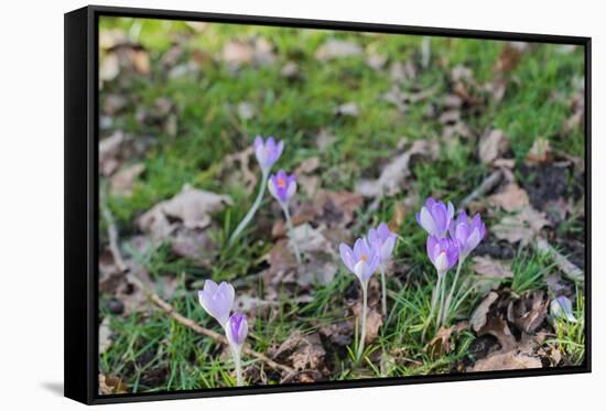 Lilac Flowering Crocuses in Wild Nature-Ruud Morijn-Framed Stretched Canvas