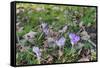 Lilac Flowering Crocuses in Wild Nature-Ruud Morijn-Framed Stretched Canvas