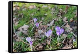 Lilac Flowering Crocuses in Wild Nature-Ruud Morijn-Framed Stretched Canvas