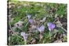 Lilac Flowering Crocuses in Wild Nature-Ruud Morijn-Stretched Canvas