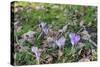 Lilac Flowering Crocuses in Wild Nature-Ruud Morijn-Stretched Canvas