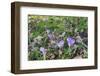 Lilac Flowering Crocuses in Wild Nature-Ruud Morijn-Framed Photographic Print