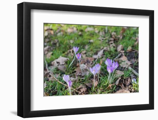 Lilac Flowering Crocuses in Wild Nature-Ruud Morijn-Framed Photographic Print