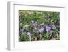 Lilac Flowering Crocuses in Wild Nature-Ruud Morijn-Framed Photographic Print