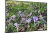 Lilac Flowering Crocuses in Wild Nature-Ruud Morijn-Mounted Photographic Print