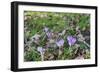 Lilac Flowering Crocuses in Wild Nature-Ruud Morijn-Framed Photographic Print