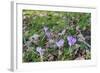 Lilac Flowering Crocuses in Wild Nature-Ruud Morijn-Framed Photographic Print